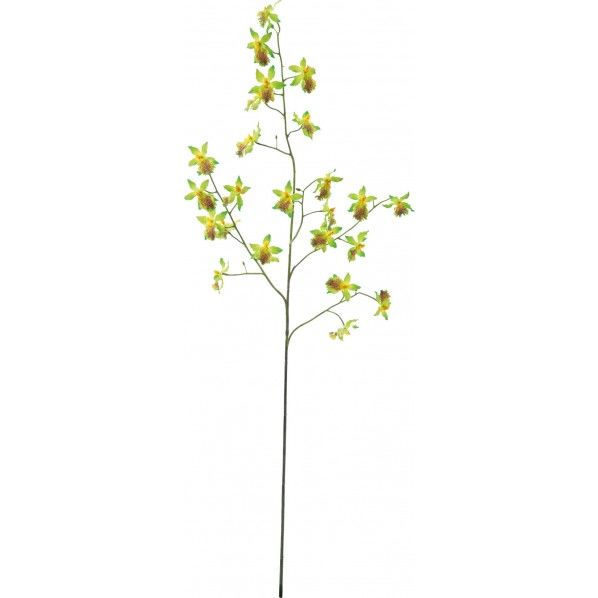 ナジェダンシングオーキット GR φ14.5cm・D1.5cm FA -6970 1本