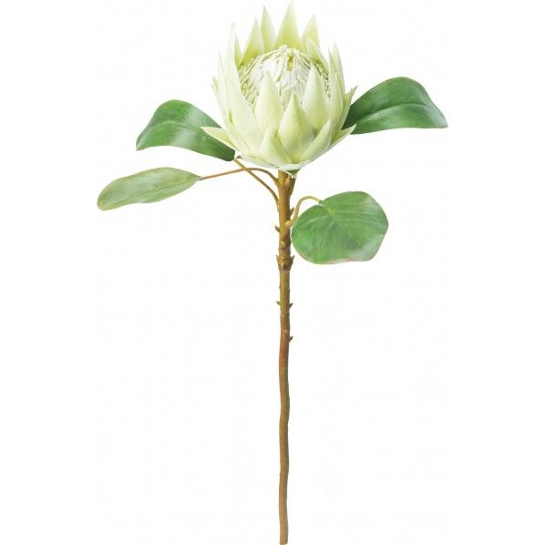 キングプロテア GR 全長59cm･花径12cm FA -7210 1本