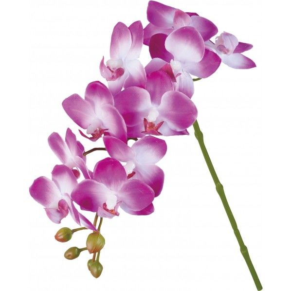 シングルオーキッド