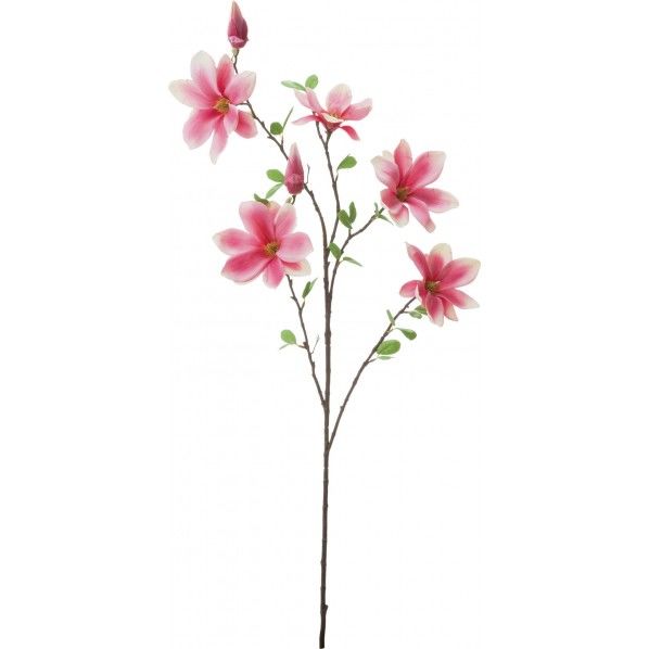 マグノリアブランチ MAV 全長24cm・葉径5.5~10.5cm FA -7244 1本