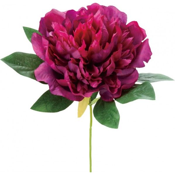 ピオニーピック