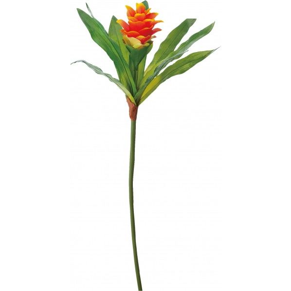 ジンジャー OR 全長60cm･実径0.8～1.2cm FA -7270 1本