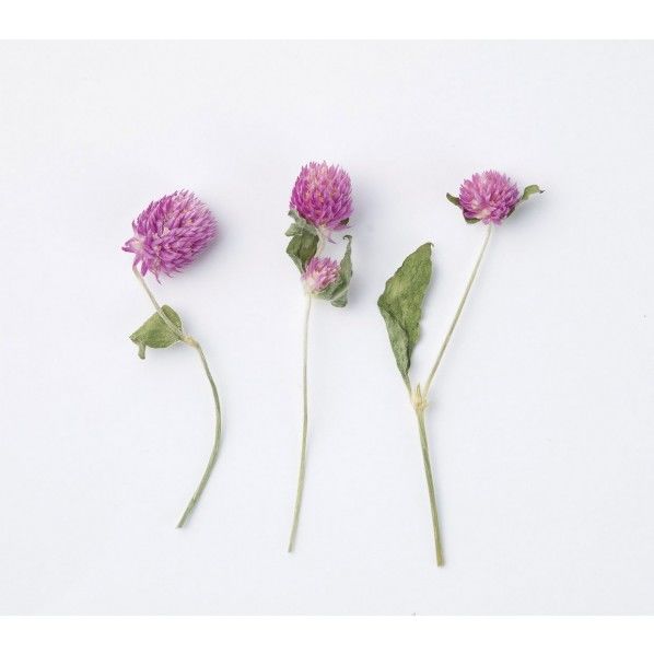 センニチコウ パック DYS-0013 1袋