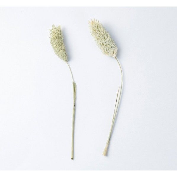 ポアプランツ パック DYS-0015GR 1袋