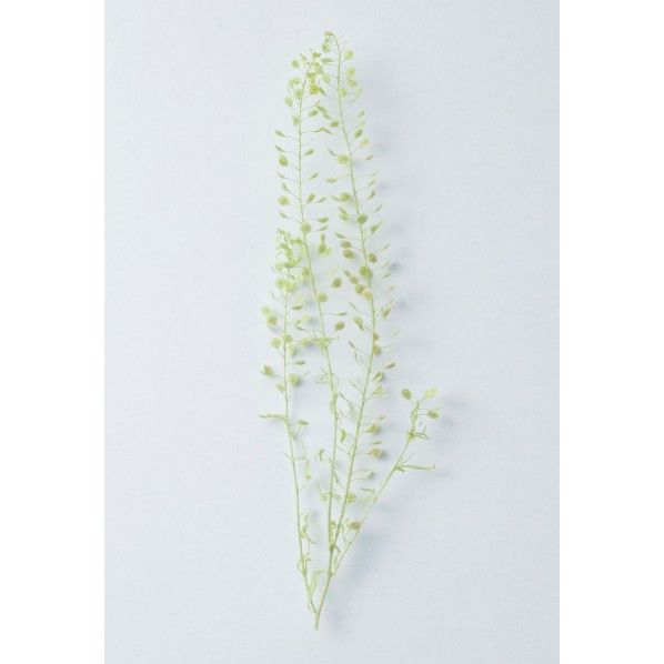 アジアンタムパック DYS-0016 1袋