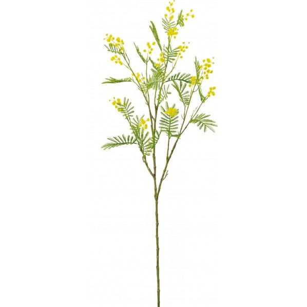 ミモザブランチ