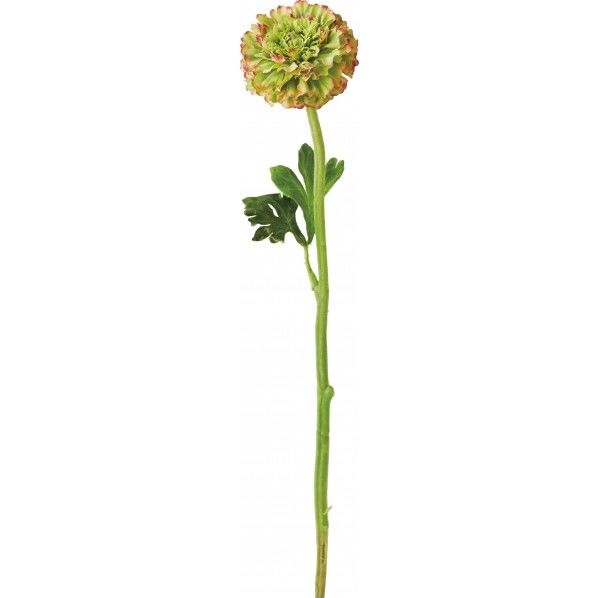 フリルレアラナンキュラス