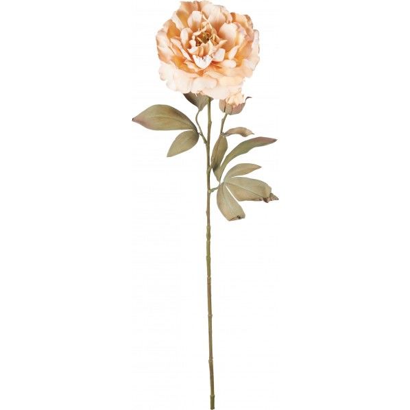 ドライドピオニー FA -7308BE 1本