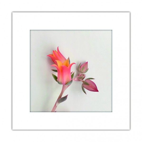 アートトワレ チューリップ 1個