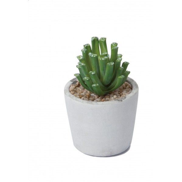 ハオルシアマンゾウポットS