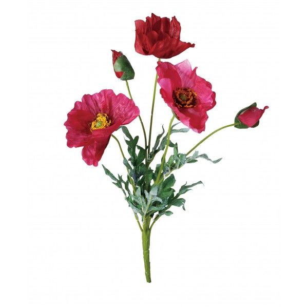 ポピーブッシュ