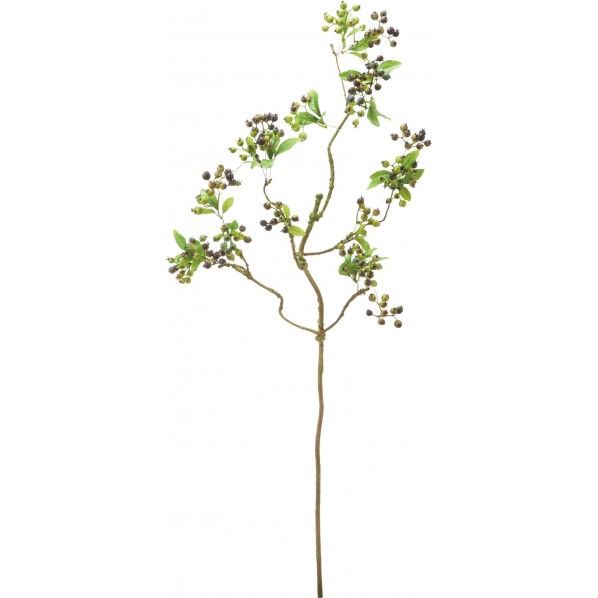 ベリーブランチ