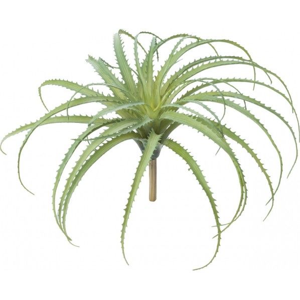 アロエブッシュ