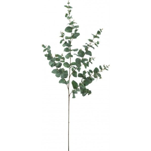 ユーカリブランチ