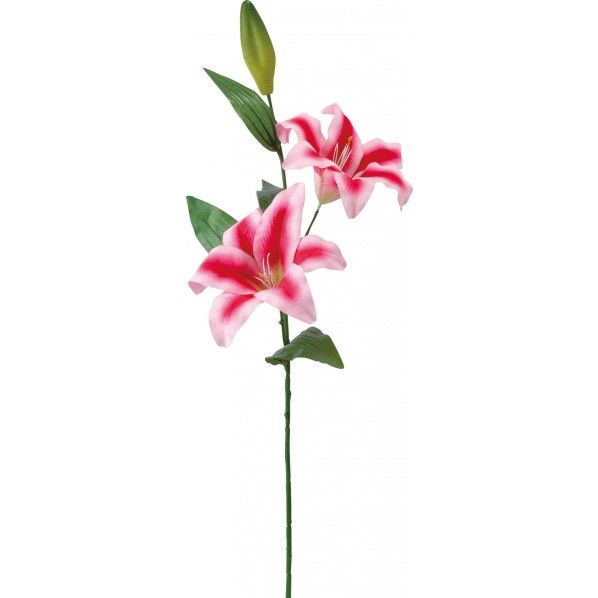 カサブランカX2