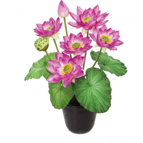 ロータスポットL