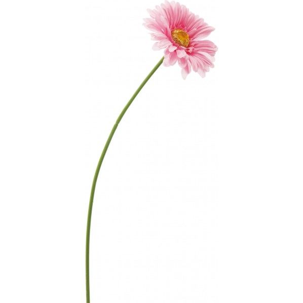 サテンシングルガーベラ