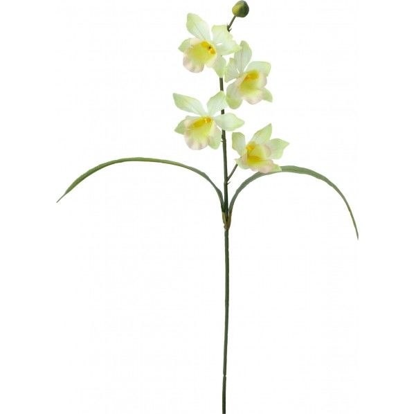 シンビジュームリーフツキ GR 全長56cm・花径6.5~7cm FF -2914 1本