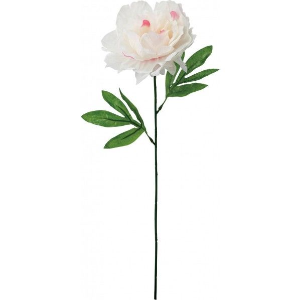 シングルピオニー