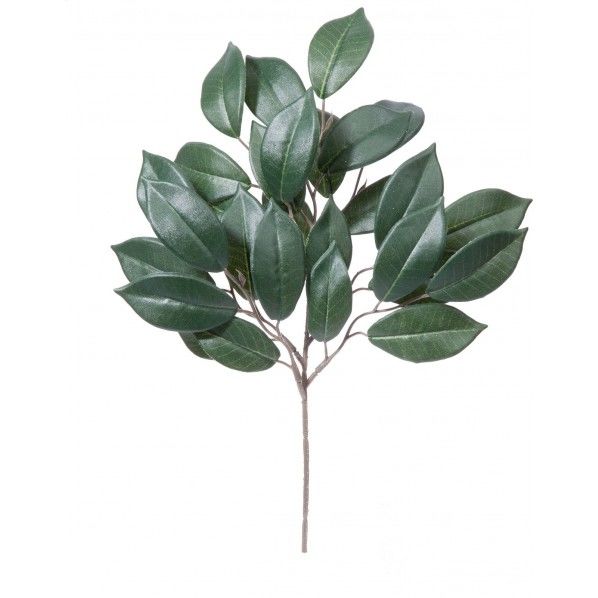 サカキS GR 全長35cm・葉長6~7cm FG -4625A 1本