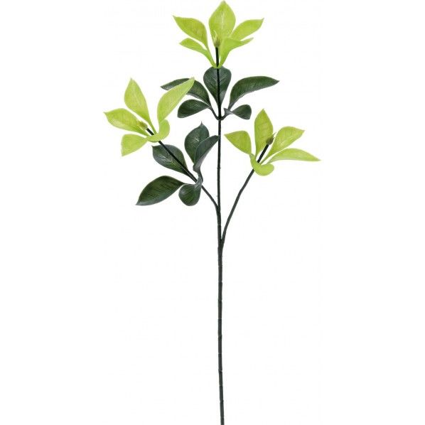 プラシキビ GR 全長52cm･葉径5.5～7.5cm FG -4836 1本