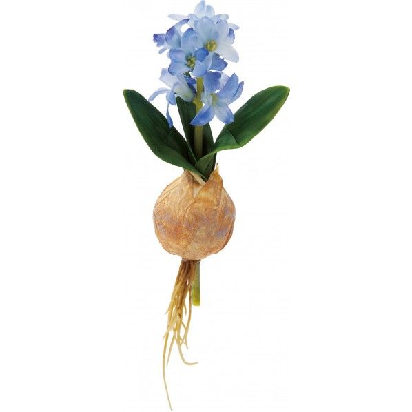 ヒヤシンス BLU 全長24cm・花房径6cm・葉長6cm葉径2.4cm・φ4.5cm FS -7829 1本