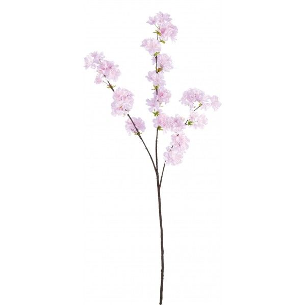 サクラオオエダ