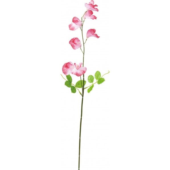 スイートピー BTY 全長62cm・花径5cm FS -7893 1本
