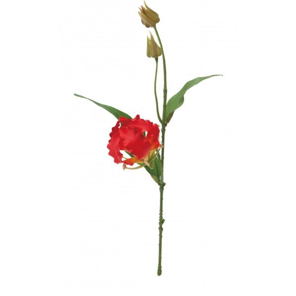 グロリオサショート R 全長30cm･花径7cm FS -8240 1本