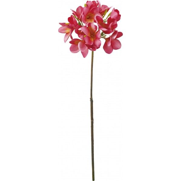 プルメリア BTY 全長70cm･花径4～8cm FS -8262 1本