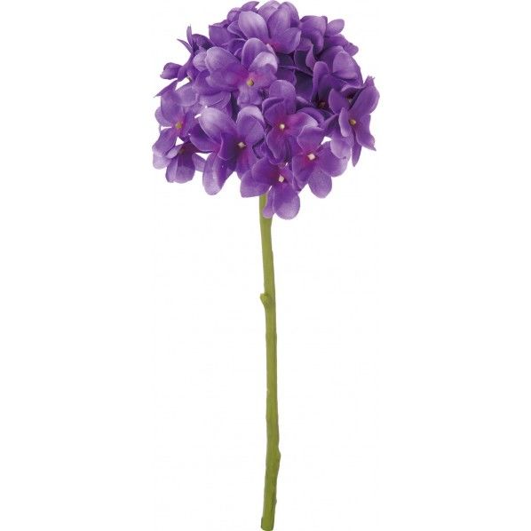 アジサイショート