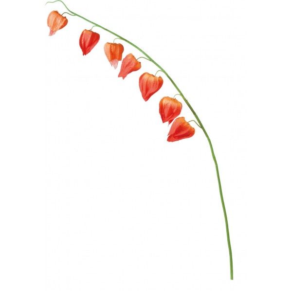 ホオズキ OR 全長107cm・実径7~7.5cm FS -8284 1本