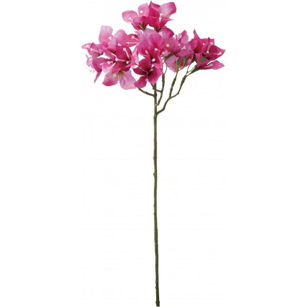 ブーゲンビリア BTY 12本/B 144本/C FS -8301 1本