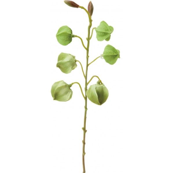 ホオズキピック