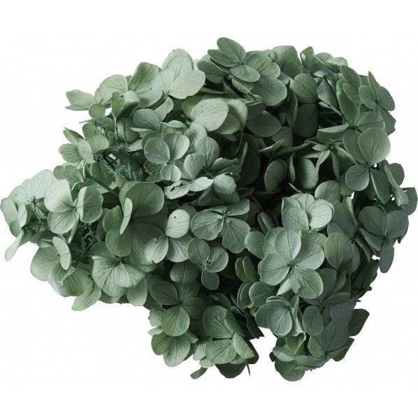 アジサイ M アトランティス DYS-0018BLG 1箱