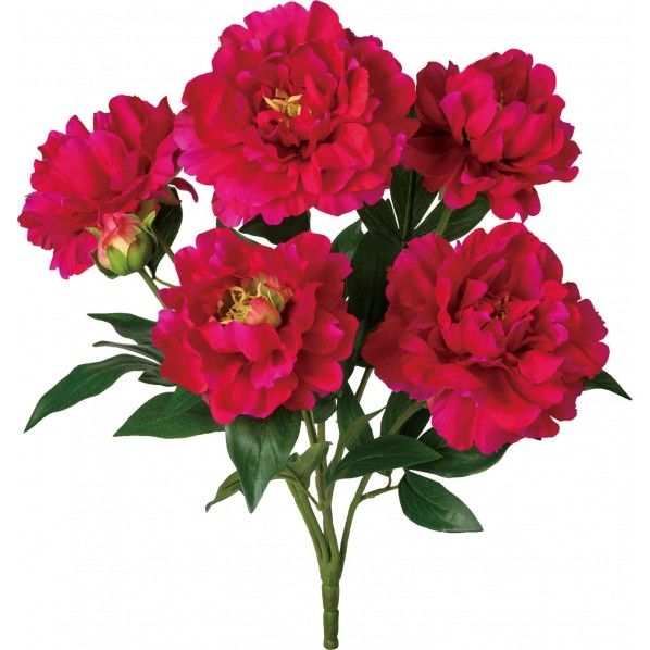 ピオニーブッシュ