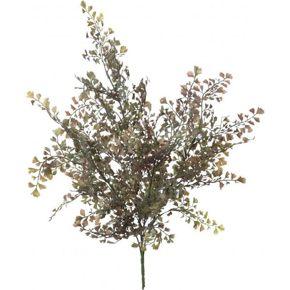 アジアンタムブッシュ