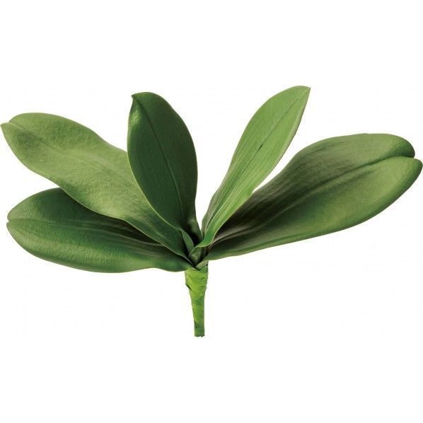 コチョウランリーフ