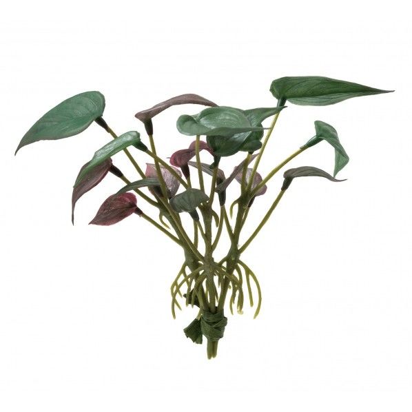 ミニオキシカルジウムピック3P FG -5079GR 1束