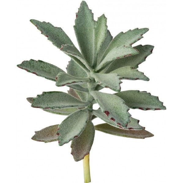 カランコエピック