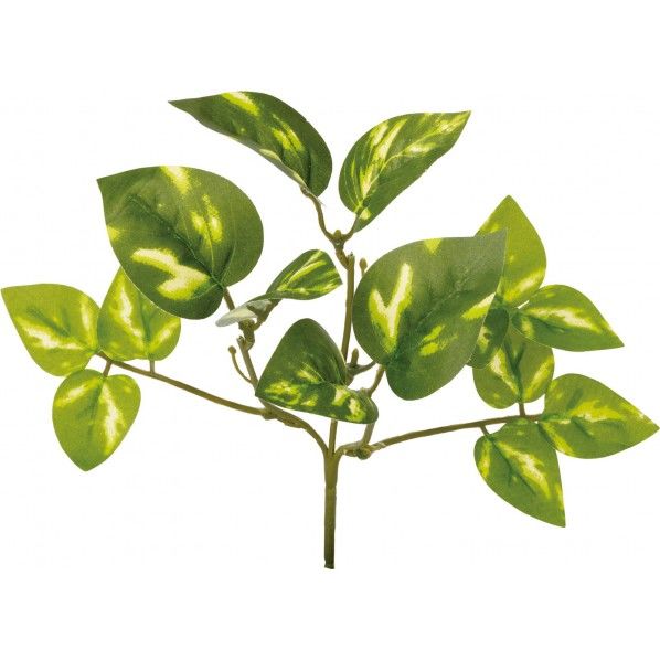 ポトスブッシュ