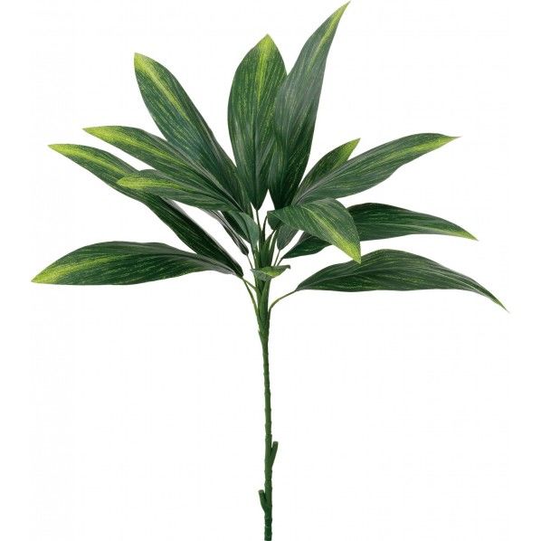 ドラセナ FG -5101GR 1本