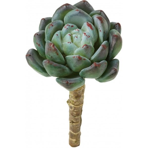 ミニラウンドエケベリアピック FG -5104DGR 1本