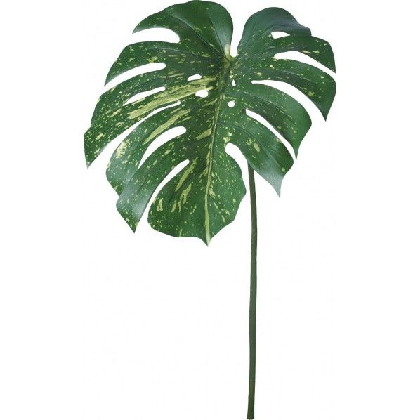 モンステラバリエガータリーフL FG -5131GR 1本