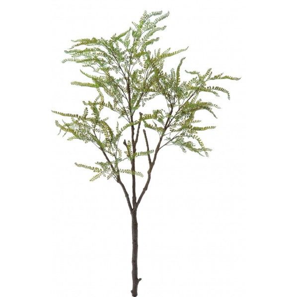 ファーンブランチ