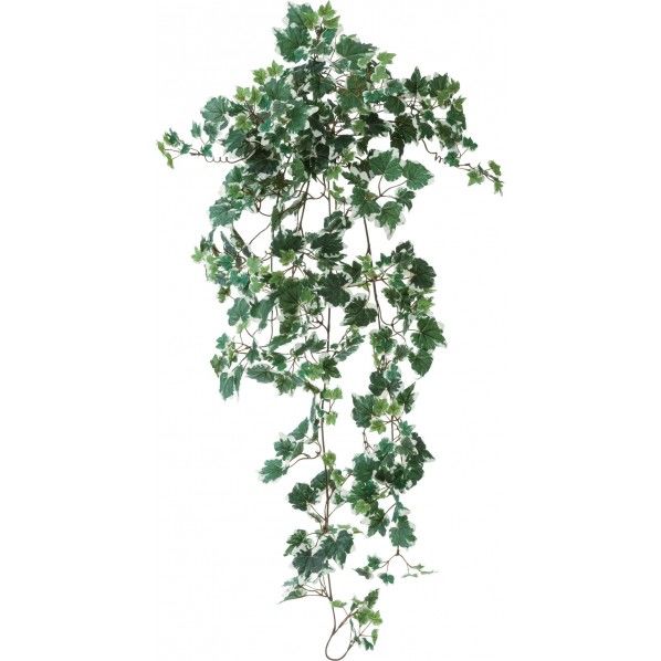 ヘデラヘリックスハンギングブッシュ GL -5231GR 1本