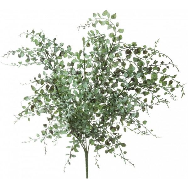 ルスキフォリアブッシュ GL -5233G/G 1本