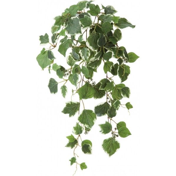 ヘデラハンギングブッシュ GL -5236GR 1本