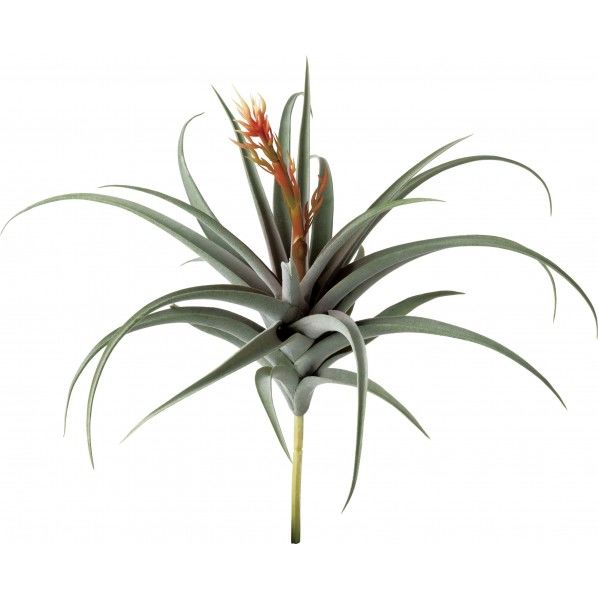 ブルームドチランジア GL -5247W/G 1本