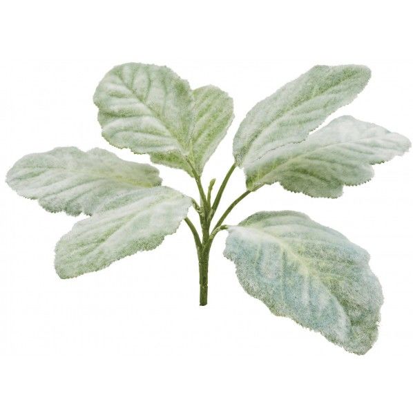 ベゴニアマクラータブッシュ GL -5251GR 1本